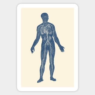 Lymphatic and Circulatory System - Vintage Anatomy Sticker